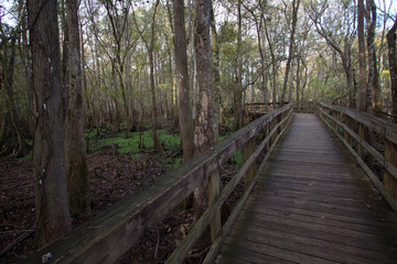 Obraz premium Boardwalk at Manatee Springs State Park, Chiefland, Florida