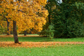 Autumn carpet from dry brown leaves. Fall background. Autumn leaves backdrop. Beautiful autumn season in park.