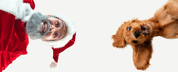 Fototapeta Happy Christmas Santa Claus with little doggy on white studio background. Caucasian male model in traditional costume. Concept of new year's, winter mood, gifts. Crazy happy, calling to celebrate. obraz