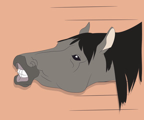 horse portrait vector illustration on a colored background