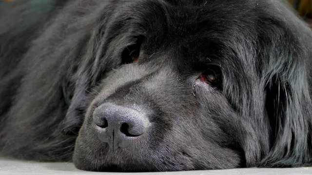 Close POV shot at ground level of an adult newfoundland dog, lying on the floor asleep, then waking up and opening its eyes.