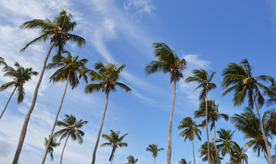 Fototapeta na wymiar PALMS BLUE SKY CARIBBEAN BEACH