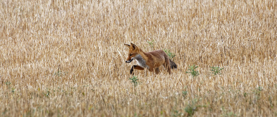 Fototapeta premium renard roux
