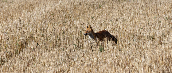 renard roux