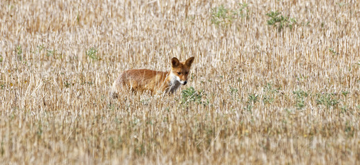 renard roux
