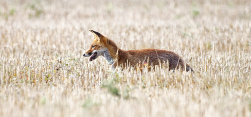 renard roux
