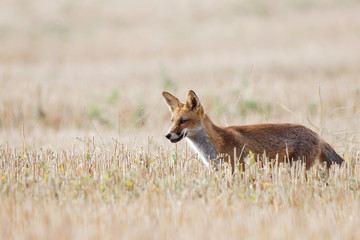 renard roux