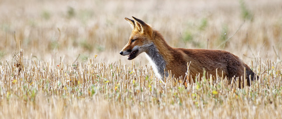 renard roux