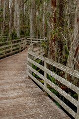Boardwalk in the Corkscrew Swamp Sancturay, Florida, USA, North America