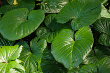 Fototapeta premium Tropical of green leaves pattern beautiful background