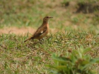 Bird