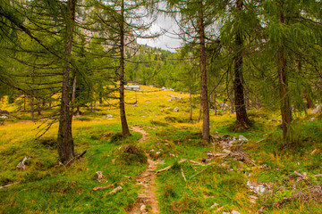 path through the trees one