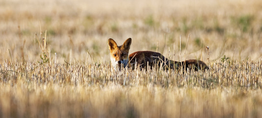 renard roux