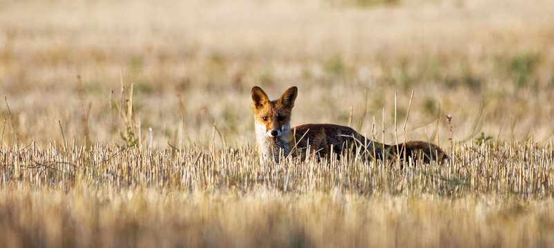renard roux