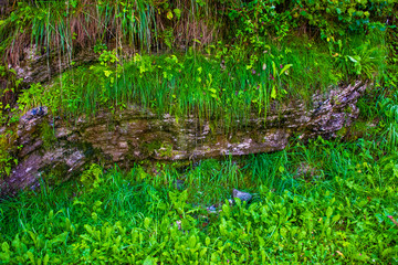 rock water and blades of grass Water dripping from rock. Closeup of water dripping from rock face with overhanging grass