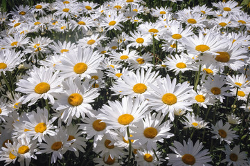 Popular garden hybrid of wild chrysanthemums called Shasta daisy flowers