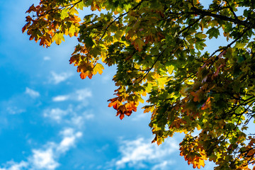 Donautal im Herbst