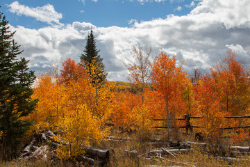 Autumn aspen trees along Battle Pass Scenic Byway in Wyoming