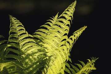 A group of green ferns in the forest