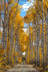 Autumn aspen trees along Battle Pass Scenic Byway in Wyoming
