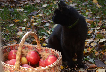 Black cat sits near a basket with apples.