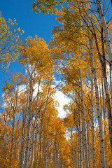 Autumn aspen trees along Battle Pass Scenic Byway in Wyoming