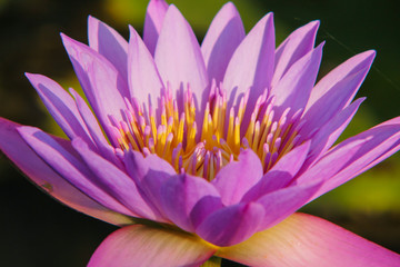  Pink lotus flower in garden