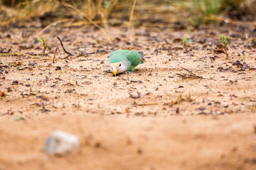 Picking Lovebird on sandy ground, Namibia, Africa