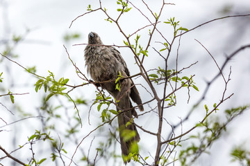 Grey go-away bird sitting on a branch after rain, Namibia, Africa