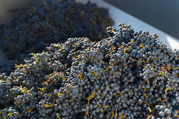 close up view of Cabernet Sauvignon grapes in a transport trailer after the harvest