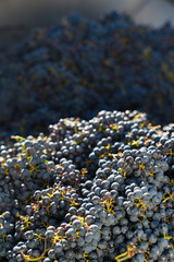 close up view of Cabernet Sauvignon grapes in a transport trailer after the harvest