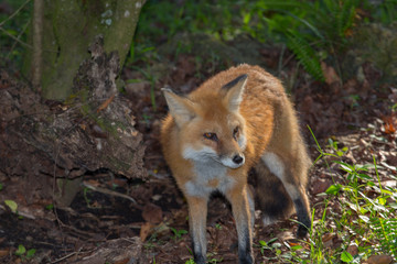 Red Fox, Vulpes vulpes, in the forest.