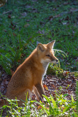 Naklejka na ściany i meble Red Fox, Vulpes vulpes, in the forest.