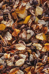 Autumn yellow foliage in autumnal park background