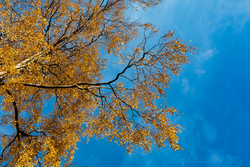Autumn colours in forest in Latvia, Latgale