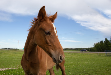 Obraz premium Young chestnut baby horse or foal in a field; funny perspective