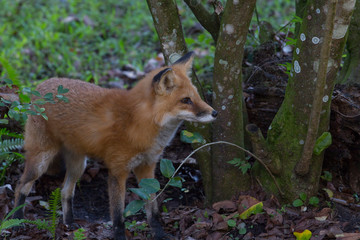 Red Fox, Vulpes vulpes, in the forest.