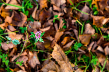 Autumn colours in forest in Latvia, Latgale