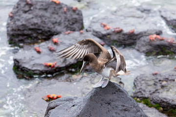 High angle view of juvenile blue-footed booby perched on rock with red painted ghost crabs in soft focus in the background, Puerto Baquerizo Moreno, San Cristobal, Galapagos, Ecuador