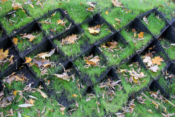 Green grass in autumn with leaves 