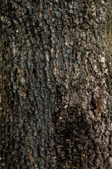 Fototapeta premium Embossed texture of the bark. Panoramic photo texture.