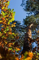 Yellow autumn oak leaves and tall pine trees against a clear blue sky on a sunny day. Autumn park or forest. Selective focus