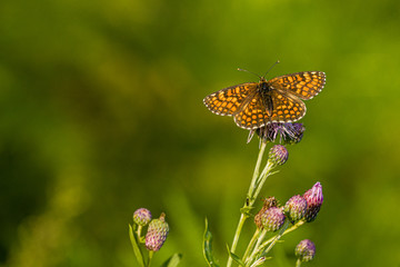 Nature