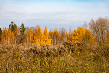Fototapeta premium Autumn colours in forest in Latvia, Latgale