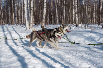 Northern sled dogs husky