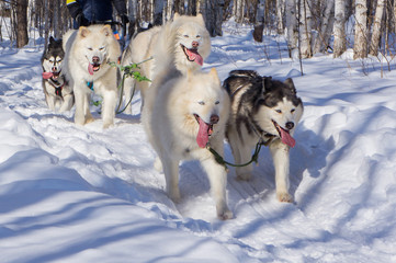 Northern sled dogs husky and malamutes