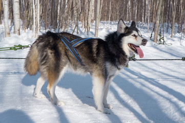 Northern sled dog husky