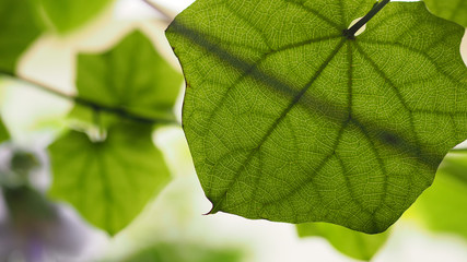 Closeup of a back side of leaf texture and detail. Selected focus. Wide aspect ratio of 16:9.