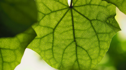 Closeup of a back side of leaf texture and detail. Selected focus. Wide aspect ratio of 16:9.