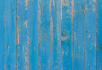 old wooden fence with fallen off blue paint, cracks and rusty nails